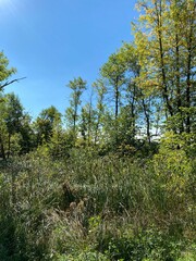 Scenic Minnesota Landscape in the Summer Time