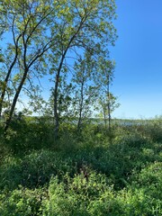Scenic Minnesota Landscape in the Summer Time