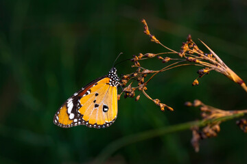 Macro shots, Beautiful nature scene. Closeup beautiful butterfly sitting on the flower in a summer garden.
