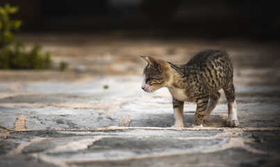 Very small tabby kitten on paving stones