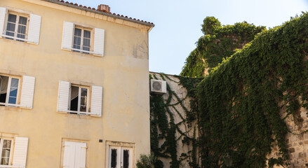 Trees overgrown with vines, old town budva, montenegro