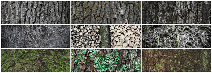 Set of tree bark textures. Trunks of old trees covered with lichen and moss. Collection of panoramic wood backgrounds with natural bark patterns.