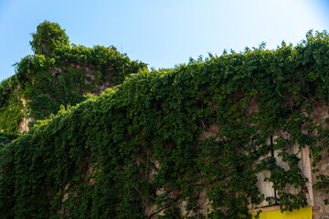 Trees overgrown with vines, old town budva, montenegro