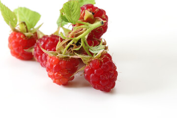 摘みたてのラズベリー