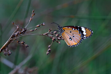 Macro shots, Beautiful nature scene. Closeup beautiful butterfly sitting on the flower in a summer garden.