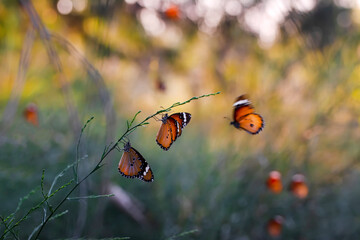 Beautiful monarch butterflies, Danaus chrysippus flying over summer flowers