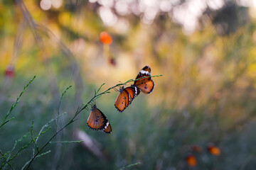 Beautiful monarch butterflies, Danaus chrysippus flying over summer flowers