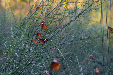 Beautiful monarch butterflies, Danaus chrysippus flying over summer flowers