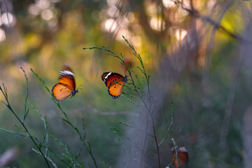 Beautiful monarch butterflies, Danaus chrysippus flying over summer flowers