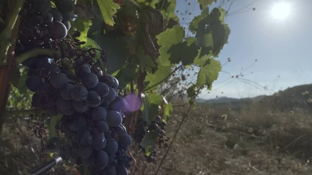 A purple ready to harvest grape in a vineyard