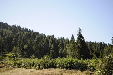 Hıdırnebi Plateau located in the town of Ak&ccedil;aabat, 1450 - 1500 m at its height, its natural beauty, is one of the most important holiday towns and accommodation sought and preferred in the Black Sea.