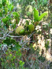 Obraz premium A branch of green acorns 3