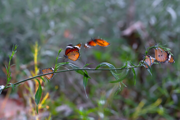Beautiful monarch butterflies, Danaus chrysippus flying over summer flowers
