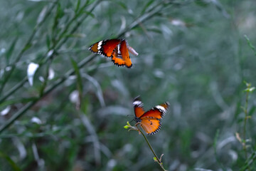 Beautiful monarch butterflies, Danaus chrysippus flying over summer flowers
