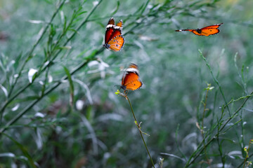 Beautiful monarch butterflies, Danaus chrysippus flying over summer flowers