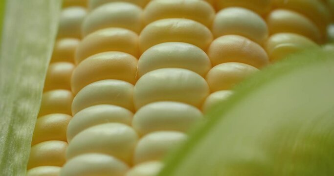 Corn cob close up climbing leaf