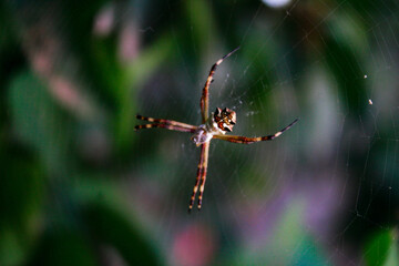 spider on a web
