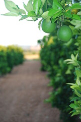 Unripe Oranges on Orange Tree