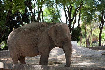 Fototapeta premium elefante