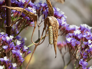 Monarch caterpillar eating the withered leaf of a plant.