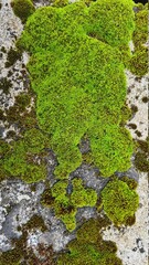 moss on the stone