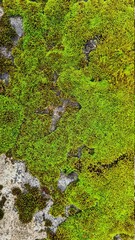 green moss on stone