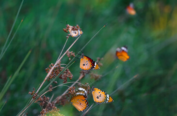 Beautiful monarch butterflies, Danaus chrysippus flying over summer flowers