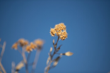 flowers on blue sky background