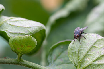 Macro shot of a housefly (musca domestica) on a leaf