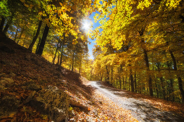 Fototapeta premium Beautiful autumn forest. Autumn landscape. Road in the forest.