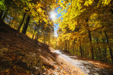 Beautiful autumn forest. Autumn landscape. Road in the forest.