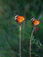 Beautiful monarch butterflies, Danaus chrysippus flying over summer flowers