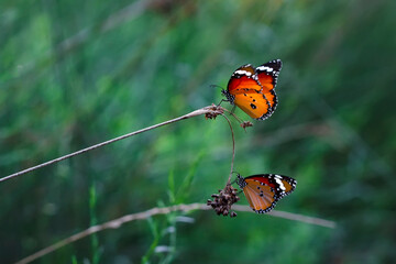 Beautiful monarch butterflies, Danaus chrysippus flying over summer flowers