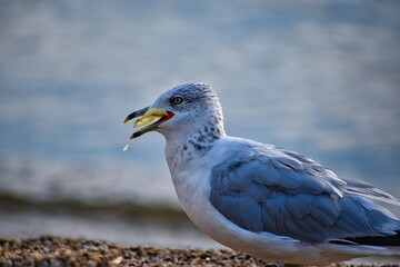 seagull on the beach eating potato chips