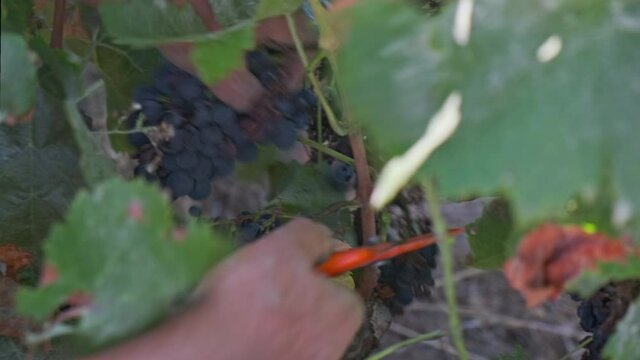 A farmer cuts a grape with his scissors in the vineyard