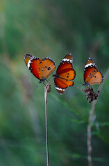 Beautiful monarch butterflies, Danaus chrysippus flying over summer flowers