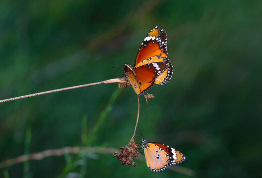 Beautiful monarch butterflies, Danaus chrysippus flying over summer flowers