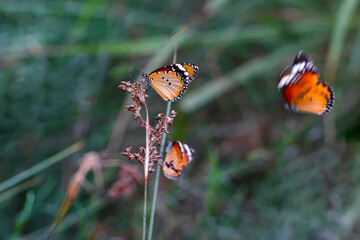 Beautiful monarch butterflies, Danaus chrysippus flying over summer flowers