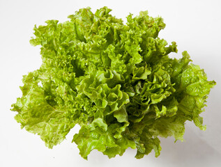 LECCHUGA, VERDE
