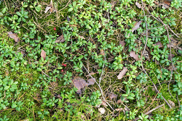 Forest floor with lingonberry bushes, red fruits of cowberry (vaccinium vitis-idaea) and moss....