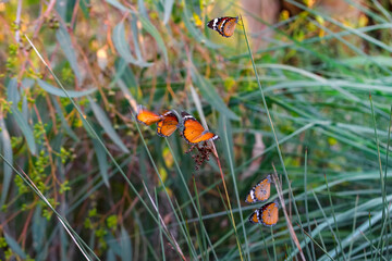 Beautiful monarch butterflies, Danaus chrysippus flying over summer flowers