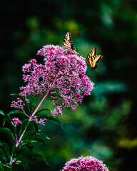 Butterflies in the mountains