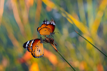 Beautiful monarch butterflies, Danaus chrysippus flying over summer flowers