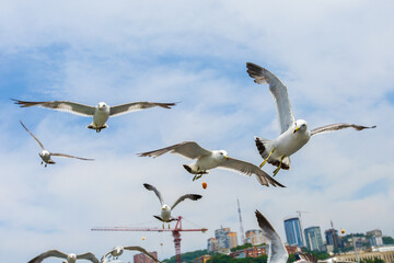 Hungry Pacific seagulls fly after the boat and catch bread crumbs. Sea gulls fly against the blue sky into the sea.