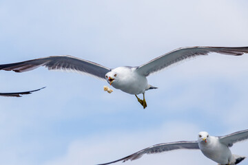 Hungry Pacific seagulls fly after the boat and catch bread crumbs. Sea gulls fly against the blue sky into the sea.