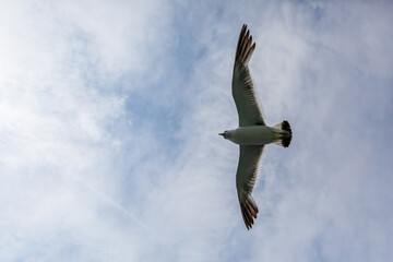 Hungry Pacific seagulls fly after the boat and catch bread crumbs. Sea gulls fly against the blue sky into the sea.