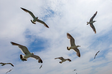 Hungry Pacific seagulls fly after the boat and catch bread crumbs. Sea gulls fly against the blue sky into the sea.