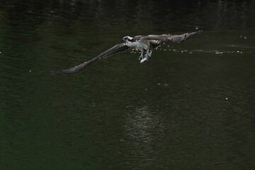 osprey in flight