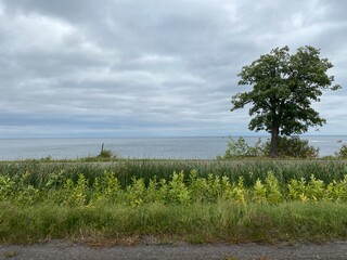 Scenic Minnesota Landscape in the Summer Time