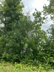 Scenic Minnesota Landscape in the Summer Time